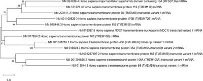 The transmembrane proteins (TMEM) and their role in cell proliferation, migration, invasion, and epithelial-mesenchymal transition in cancer